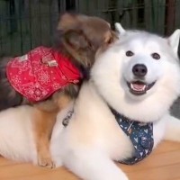 大型犬がドッグランのベンチで座っていたら、急接近してきた子犬が…尊すぎる『想定外の行動』が83万再生「可愛すぎる触れ合い」「モテモテ」