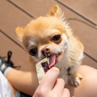 犬におやつを与えすぎるのはいけない？生じる4つの悪影響やリスク、食べさせてもいい量の目安まで解説