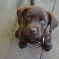 犬が飼い主を追いかけているときの理由4つ　愛犬のことがより愛おしくなる？気になるその心理とは