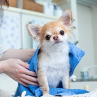 トリミングに通う必要がない犬種5つ　種類別の理由から日々のお手入れのポイントまで