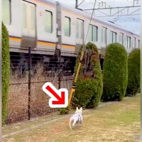 電車をみると走り出してしまう犬→２台の電車が『交差』したら…想定外の展開で『パニックになる光景』が230万再生「戸惑ってて草」「速すぎｗ」