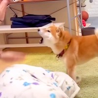 『ママが襲われていたら、犬は守ってくれるのか？』検証してみたら…一生懸命すぎる『対処法』が泣けると914万再生「愛感じる」「いじらしい」