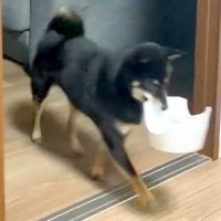 5分前にご飯を食べ終わったはずの犬が…まさかの『静かすぎる抗議』に2万いいね集まる「目は合わせないの草」「控え目なアピールｗ」と絶賛