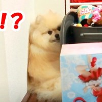 お家で焼き肉→犬が喜んでもらいにくると思いきや…まさかの『煙から避難する光景』が可愛すぎると1万再生「隅っこで挟まってるｗ」と絶賛