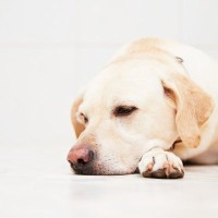 犬が不幸を感じているときのサイン３つ　愛犬に幸せだと思ってもらうための方法やコツをご紹介