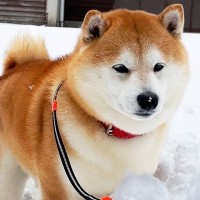 大雪が降った後に外に出てみたら、犬が飛び込み…まさかすぎる『1歩目で遭難してしまう光景』が46万再生「表情がｗ」「慎重派で可愛い」と絶賛