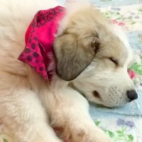 『こんなに赤ちゃんだった犬が…』超大型犬の子犬を飼った結果…尊すぎる『７年後の光景』が34万再生「ずっと可愛さMAX」「涙出た」と大絶賛