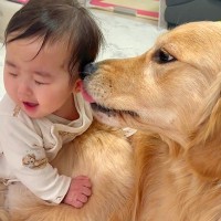 『どうしても遊びたい赤ちゃん』VS『安静にしていてほしい大型犬』ふたりの戦いが尊すぎると21万再生　微笑ましい攻防戦に多くの反響