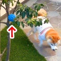 庭でボールを隠し、犬に探させてみたら…想定外だった『まさかの結末』が17万再生「めっちゃ楽しそうｗ」「ルールわかって賢い」と絶賛の声