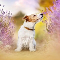 犬が地面のニオイを嗅いでいるときの心理4つ　『クン活』にはどんな意味があるの？注意すべきポイントまで