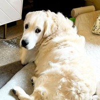 カーペットにイタズラをした大型犬→指摘しようとしたら…『やめて！』『可愛い！』感情が忙しすぎる光景に3万いいね「笑ったｗ」「愛おしい」