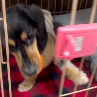 甘えん坊の犬をケージに入れ、ドアを閉めたら…まるでコントな『人間のような反応』が46万再生「開け方かわいすぎるｗ」「天才か？」称賛の声も