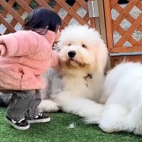 超大型犬たちが喧嘩を始めたら、２歳の女の子が割り込んできて…衝撃的な『まさかの止め方』が26万再生「可愛すぎｗ」「テレパシーかな？」