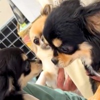 子犬が『お母さんと離ればなれ』になって半年後…まるでドラマのような『SNSが起こした奇跡』が泣けると80万再生「感動で鳥肌」「涙」