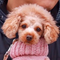 獣医から『3歳だけど一生歩けない』と宣告された犬が、7度の大手術で…現在の『衝撃の光景』に涙が止まらないと4万再生「頑張れ」「感動」