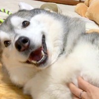 『ハスキー犬を撫でている手』を止めてみた結果…絶対にあきらめない『何度でも蘇る光景』が164万再生「蘇るの早くて草」「幸せそうｗ」