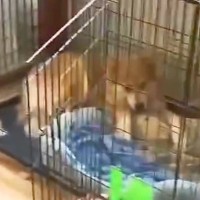 ７年間も一緒にいたオーナーに捨てられた『心を閉ざす犬』が…当時では考えられない『保護後の光景』が128万再生「犬は愛おしい」「幸せになって」