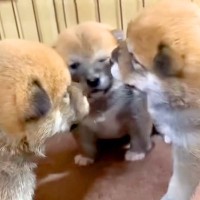 ヨチヨチ歩きの赤ちゃん犬たちが『兄弟喧嘩』を始めたら…予想を超えた『ゆるすぎる光景』が17万再生「可愛い過ぎるケンカｗ」「たまらん」