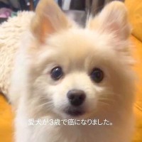 ３歳でガンになった犬が『最短１ヶ月の余命』と宣告され…一生懸命病気に立ち向かう光景に涙が止まらないと32万再生「頑張れ」「応援してる」