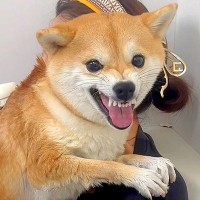 『お風呂嫌いの犬』を抱いて一緒に入った結果…まさかの『バスタブで文句が止まらない光景』が46万再生「めっちゃ怒ってて草」「可愛すぎｗ」