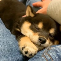 膝の上に赤ちゃん犬を乗せたら→すやすや眠ってしまい…とんでもなく尊い『静かな寝言』が257万再生「ささやき天使」「極上の癒し」と悶絶