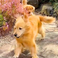 実家に帰省したら、連れていった２匹の大型犬が…想定以上にパワフルな『遊びっぷり』が可愛すぎると18万再生「元気すぎｗ」「楽しそう」と絶賛