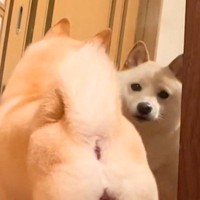 鏡越しに犬が見つめてきたので、笑顔で返事をしてみた結果…とんでもなく可愛い『まさかのお返事』が92万再生「微笑み返し」「たまらん」と悶絶