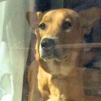 マムシにかまれて入院→退院後、帰宅したら犬が…心が通じ合っているような『大喜びする光景』が尊すぎると19万再生「嬉しさ爆発」「愛おしい」