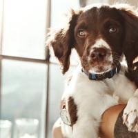 犬を『抱っこ』するときの絶対NG行為4選　愛犬に負担やストレスがかかる抱き方とは