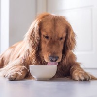 犬に使うのは避けるべき『食器』4つ　避けたほうがいい理由と愛犬に合わせた選び方を解説