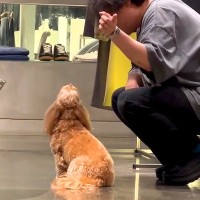 『大好きな人がいない』と落ち込む犬に、居場所を教えてあげた結果…とんでもなく癒される『尊い光景』が27万再生「天使すぎ」「可愛い」と悶絶