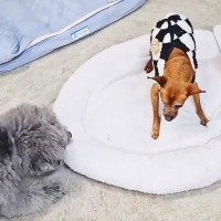 おじいちゃん犬がクッションに座ろうとしたら、他の犬が…思いがけない『激しいハプニング』が14万再生「刺激的で楽しそうｗ」「笑った」と絶賛