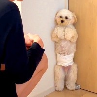 入ってはいけない部屋に侵入した犬→説教をしていたら…絶対に許してしまう『反省姿』が76万再生「歩くぬいぐるみ」「怒れないってｗ」と悶絶