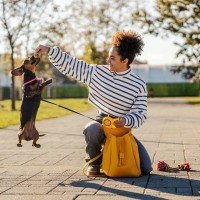 犬のジャンプが危険な理由3つ　起こりうるケガのリスクから対策法まで解説