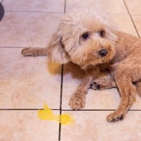 犬が嘔吐した後、元気そうだけど大丈夫？病院へ連れていくべき判断ポイントとは