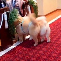 大型犬が『結婚式で指輪を運ぶ大役』を任された結果…思っていたのと違った『まさかのハプニング』が91万再生「面白いｗ」「可愛すぎる」