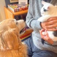 『ずぶ濡れの赤ちゃん猫』を家に連れて帰ると、大型犬が…まさかの『親のような行動』が14万再生「心配してるの優しい…」「幸せに」と大絶賛