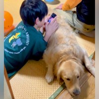 大晦日、実家に来た甥っ子たちに『大型犬を見せた』結果…一瞬で受け入れる『尊い光景』が11万再生「わちゃわちゃ可愛い」「相手してて優しい」