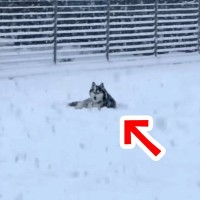 大雪が積もった日、ハスキー犬を外に出してみた結果…想像以上だった『まさかの帰宅拒否』が34万再生「シベリア気分ｗ」「映画のワンシーン」