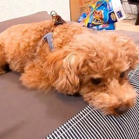 『人をダメにするソファ』を買ったら…まさかの『犬の方が先にダメになる光景』が65万再生「こっちまでダメになりそうｗ」「可愛すぎる」と絶賛