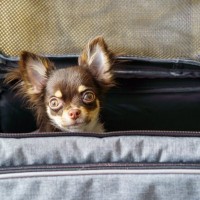 犬を電車に乗せても問題ない？NGとされるマナーや乗車時のルールについてご紹介