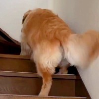 『パパが起きないから起こしてきて』と犬たちにお願いをしたら…思っていたのと違う『まさかの結末』が35万再生「平和すぎｗ」「尊い」と絶賛