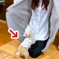 モコモコの服を羽織ったら、それを見た犬が…問答無用で『抱っこされにくる光景』が276万表示「もふもふの大渋滞」「めっちゃ可愛い」と大絶賛