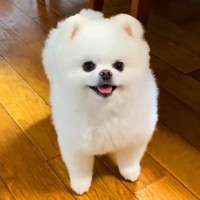 おばあちゃんと久しぶりに再会した犬→うれしくなりすぎた結果…まさかの『やらかしてしまう光景』が16万再生「テンションMAXで可愛い」の声