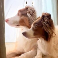 お昼寝していたら、突然パパが帰ってきて…想定外の展開で見せた『犬たちの行動』が25万再生「ありえん可愛さ…心が浄化される」「羨ましい」