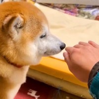 『何もない空間をナデナデ』していたら、犬が…まさかの『正しいナデナデを指導する光景』が13万再生「スパルタで草」「鋭いツッコミｗｗ」