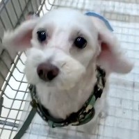 『飼い主を亡くし不安そうな犬』を引き取った結果…新しい家族に見せた『愛おしすぎる姿』に涙が止まらないと46万再生「素晴らしい」と称賛の声