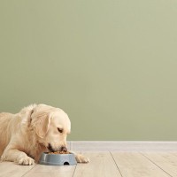 シニア犬の食欲が異常にあるのは病気？４つの理由から知っておくべき対処法まで解説
