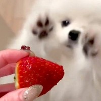赤ちゃんポメが大好きな『いちご』を見つけた瞬間…あざとすぎる『お願いの仕方』に悶絶「可愛いシロクマ」「ぬいぐるみ？」と1万いいね集まる