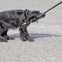 愛犬があなたに危険を伝えているときのサイン6つ　飼い主がとるべき行動や注意が必要なポイントをご紹介